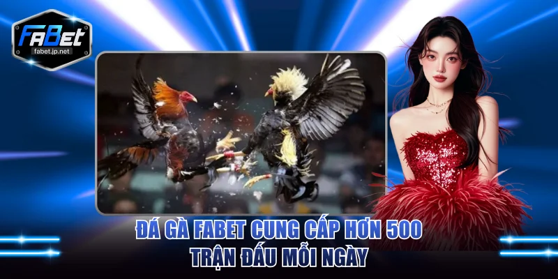 Đá gà FABET cung cấp hơn 500 trận đấu mỗi ngày
