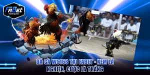 Đá gà WS168